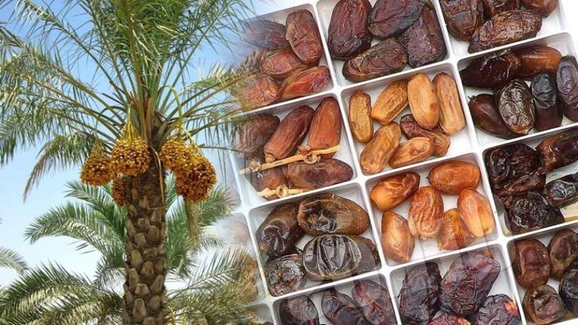 Iranpress: التمور الإيرانية تجد سوقًا رائجة في 80 دولة بالعالم 