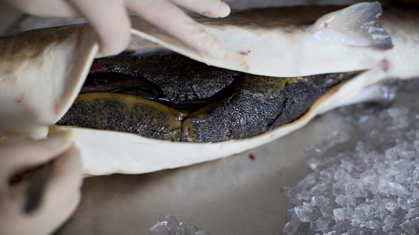 Iranpress: نمو تصدير الكافيار الإيراني بنسبة 112%